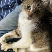 4歳くらいのメス猫