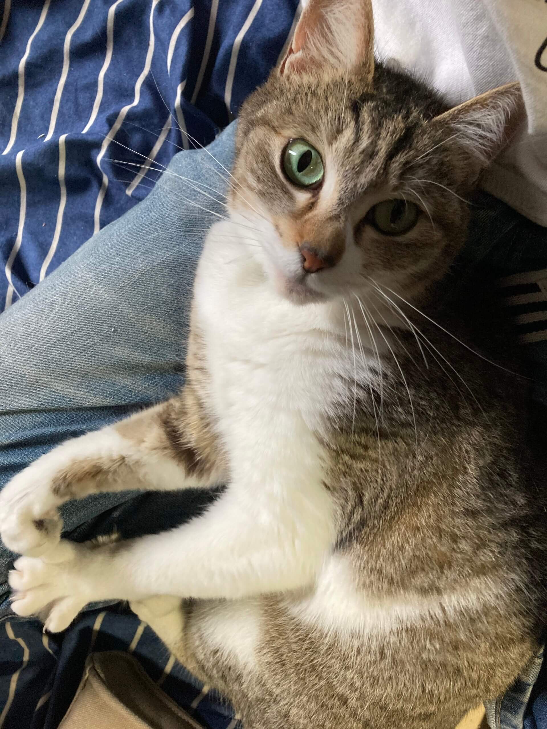 4歳くらいのメス猫