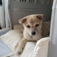 生後2ヶ月のミーちゃん