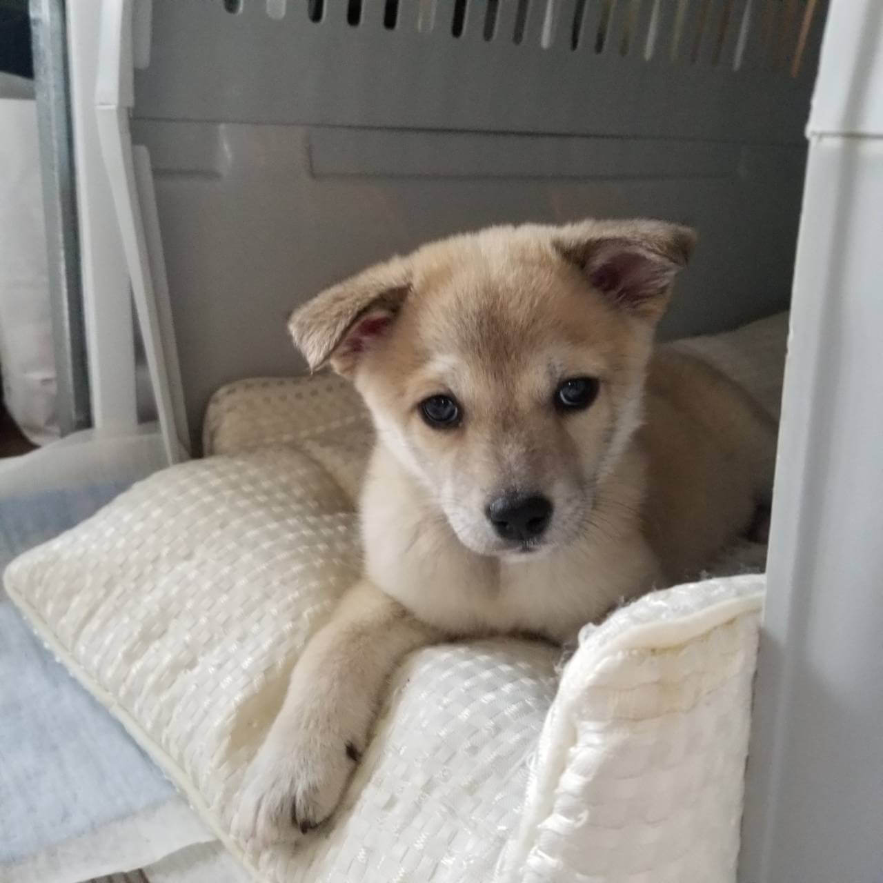 生後2ヶ月のミーちゃん