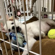 生後2ヶ月のリアちゃん