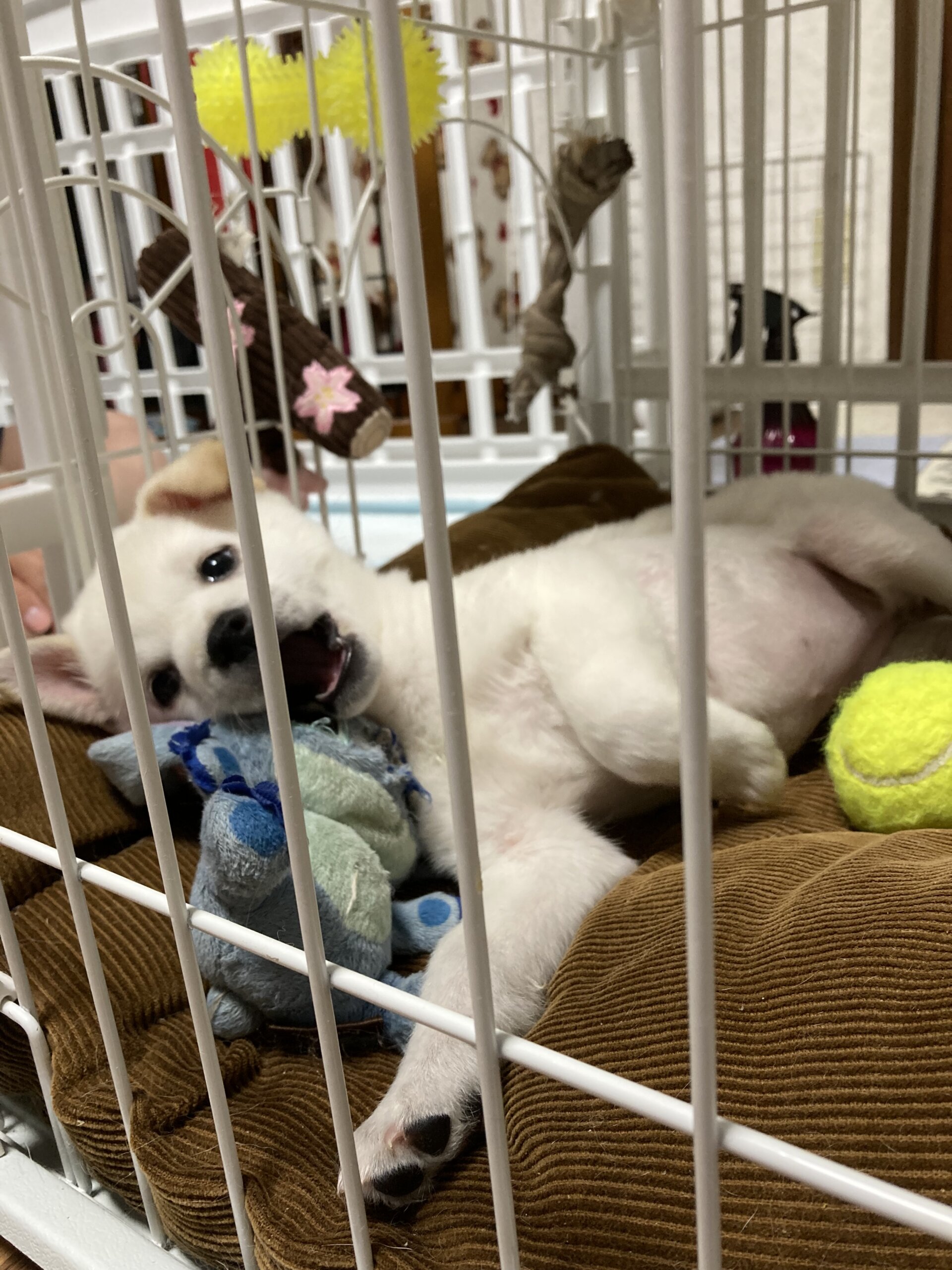 生後2ヶ月のリアちゃん