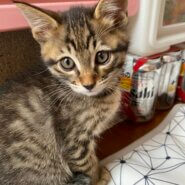 子猫の里親募集です！