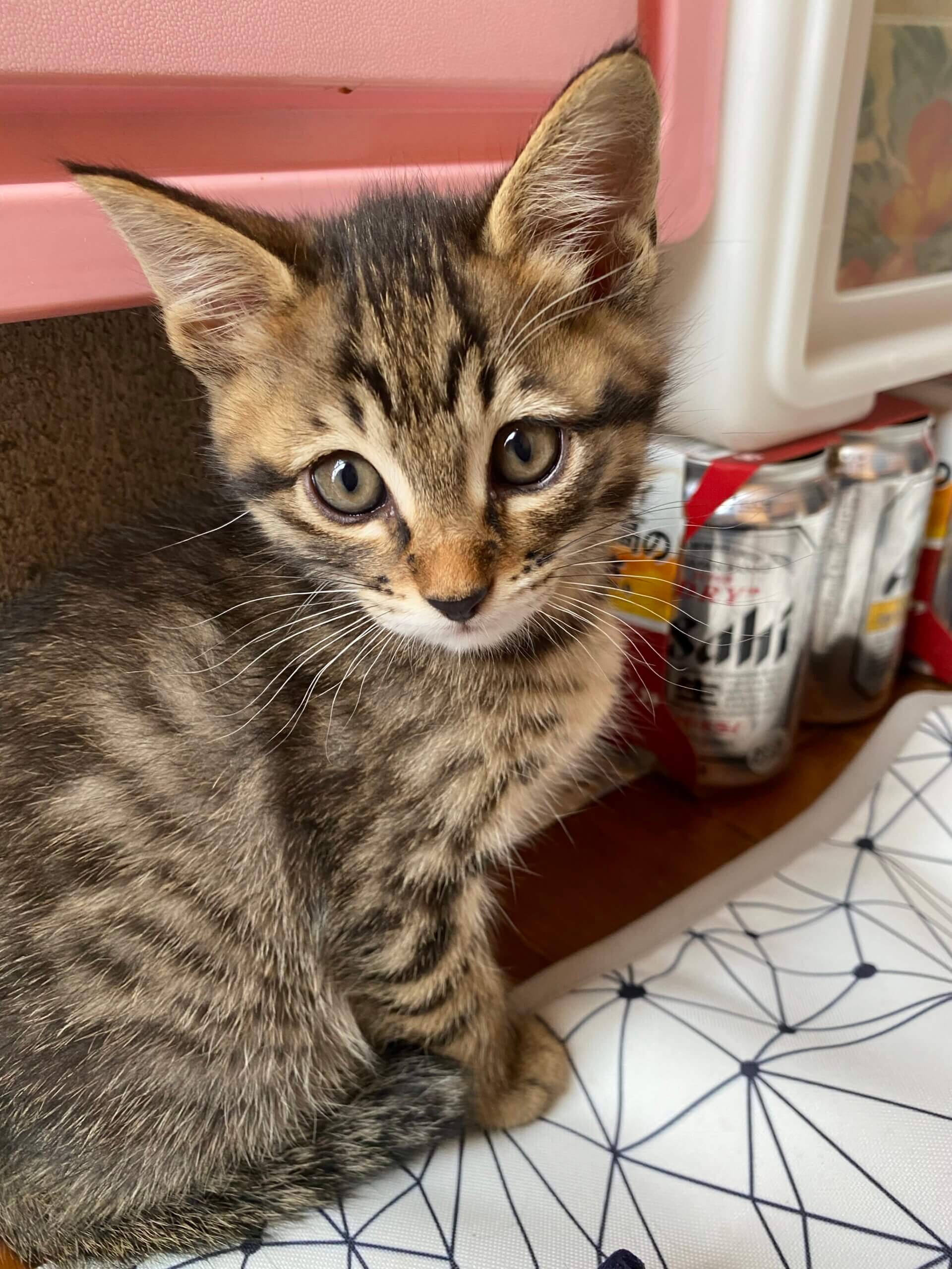 子猫の里親募集です！