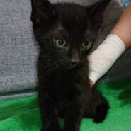 生後２ヶ月半の子猫です。