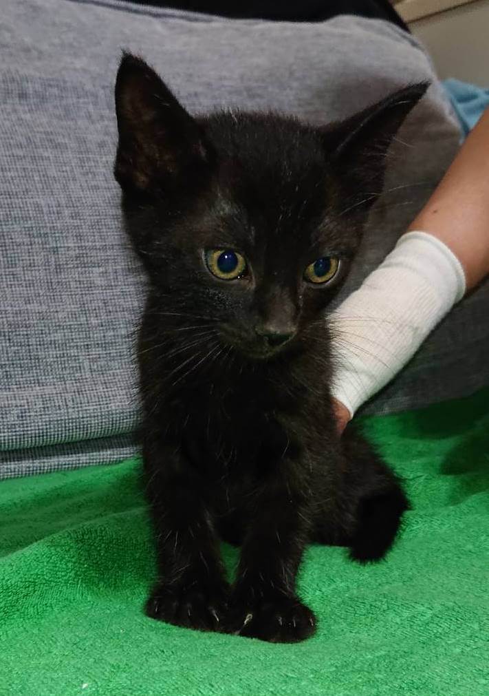 生後２ヶ月半の子猫です。