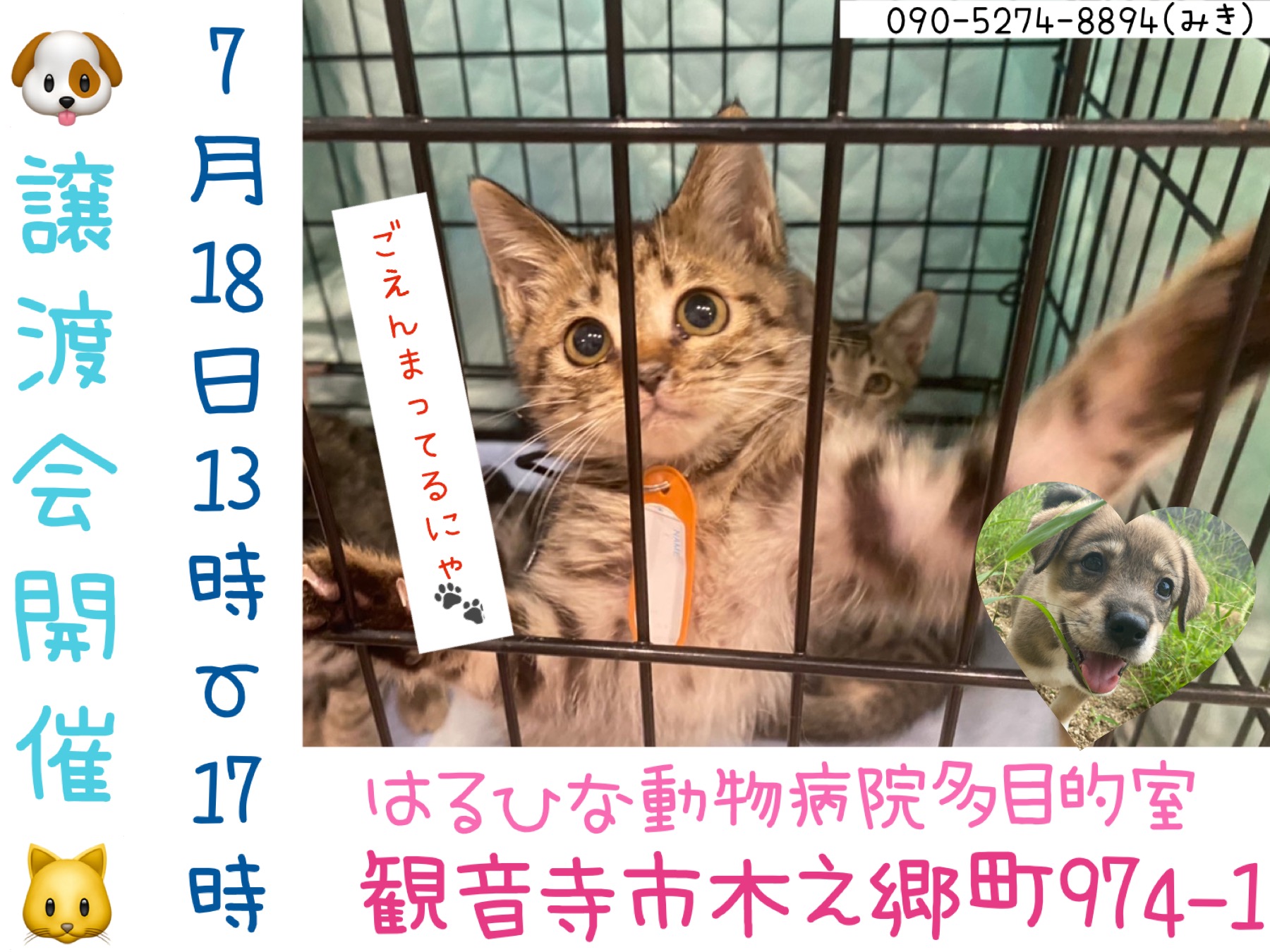 7.18 犬猫の譲渡会開催致します