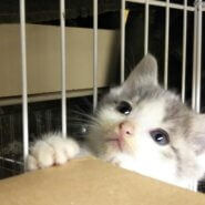 猫の譲渡会in瀬戸 ～ ちーむ にゃいんず 2021年6月5日（土）開催