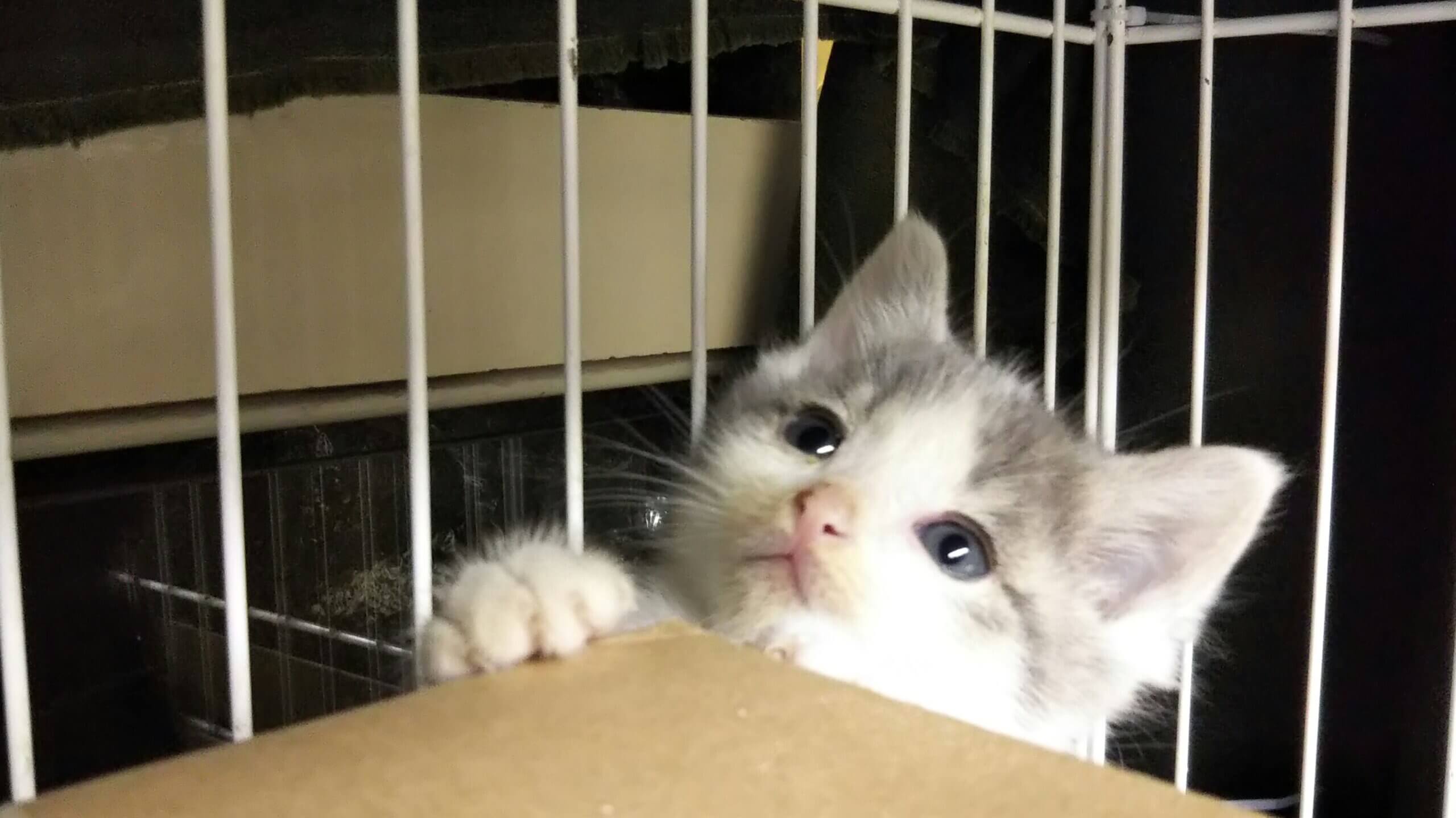 猫の譲渡会in瀬戸 ～ ちーむ にゃいんず 2021年6月5日（土）開催