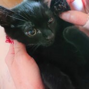 生後２ヶ月半の子猫です。