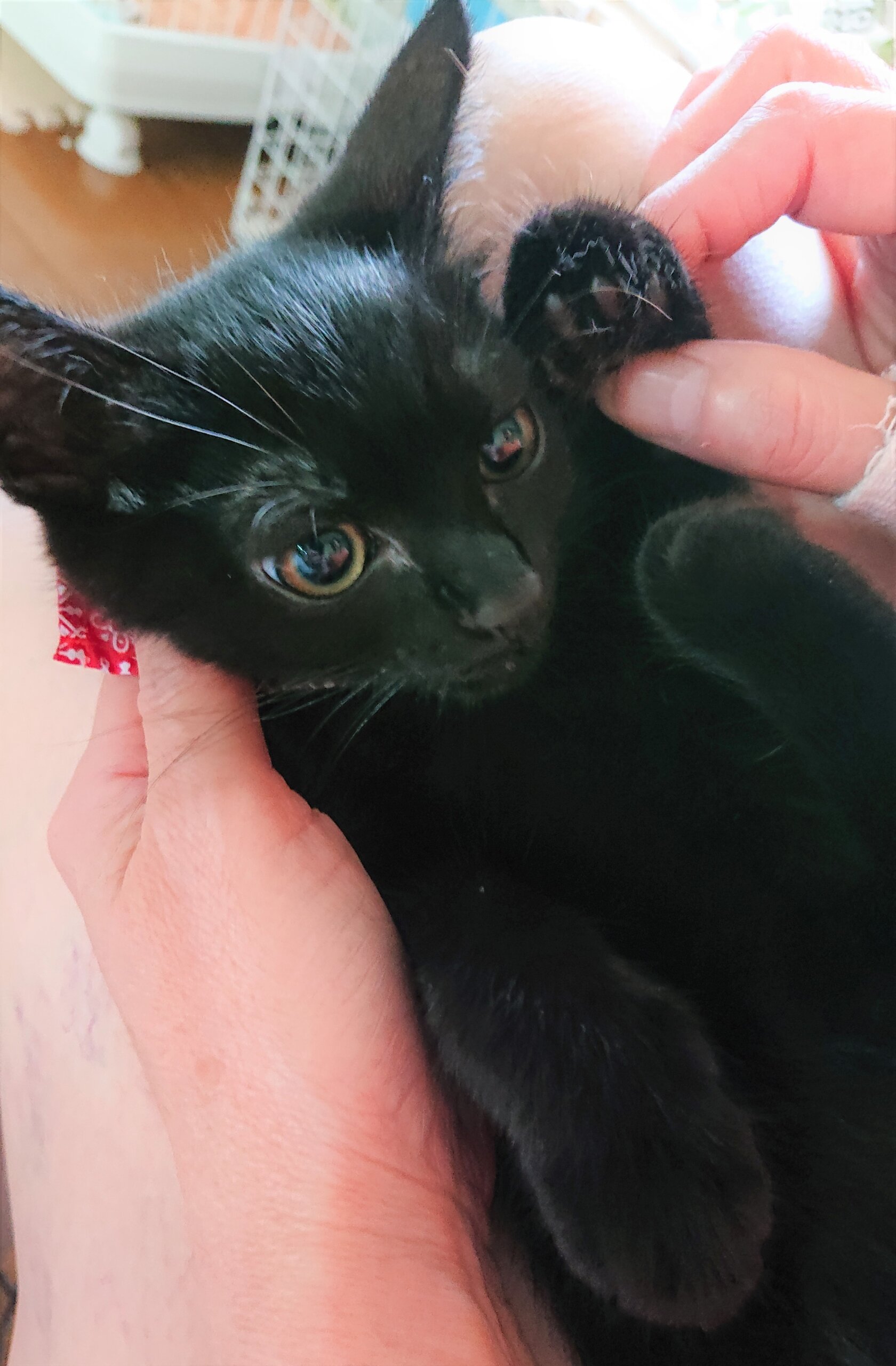 生後２ヶ月半の子猫です。