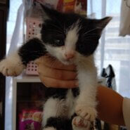 【保護猫】けい推定4ヶ月♂ハチワレ