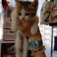 【保護猫】らら推定3ヶ月♀キジ白