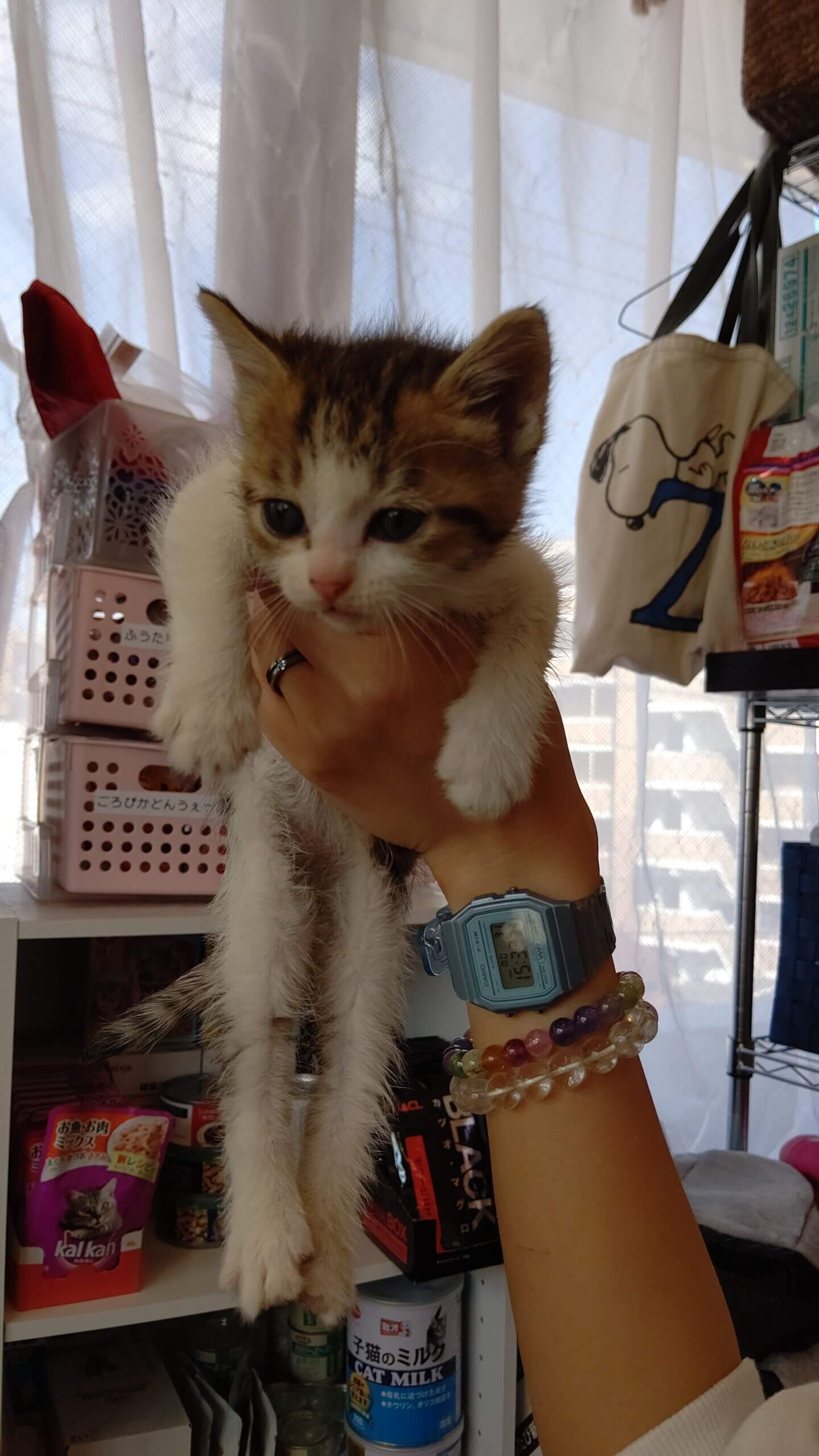 【保護猫】らら推定3ヶ月♀キジ白