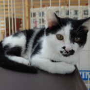 【保護猫】てん推定4ヶ月♂ハチワレ