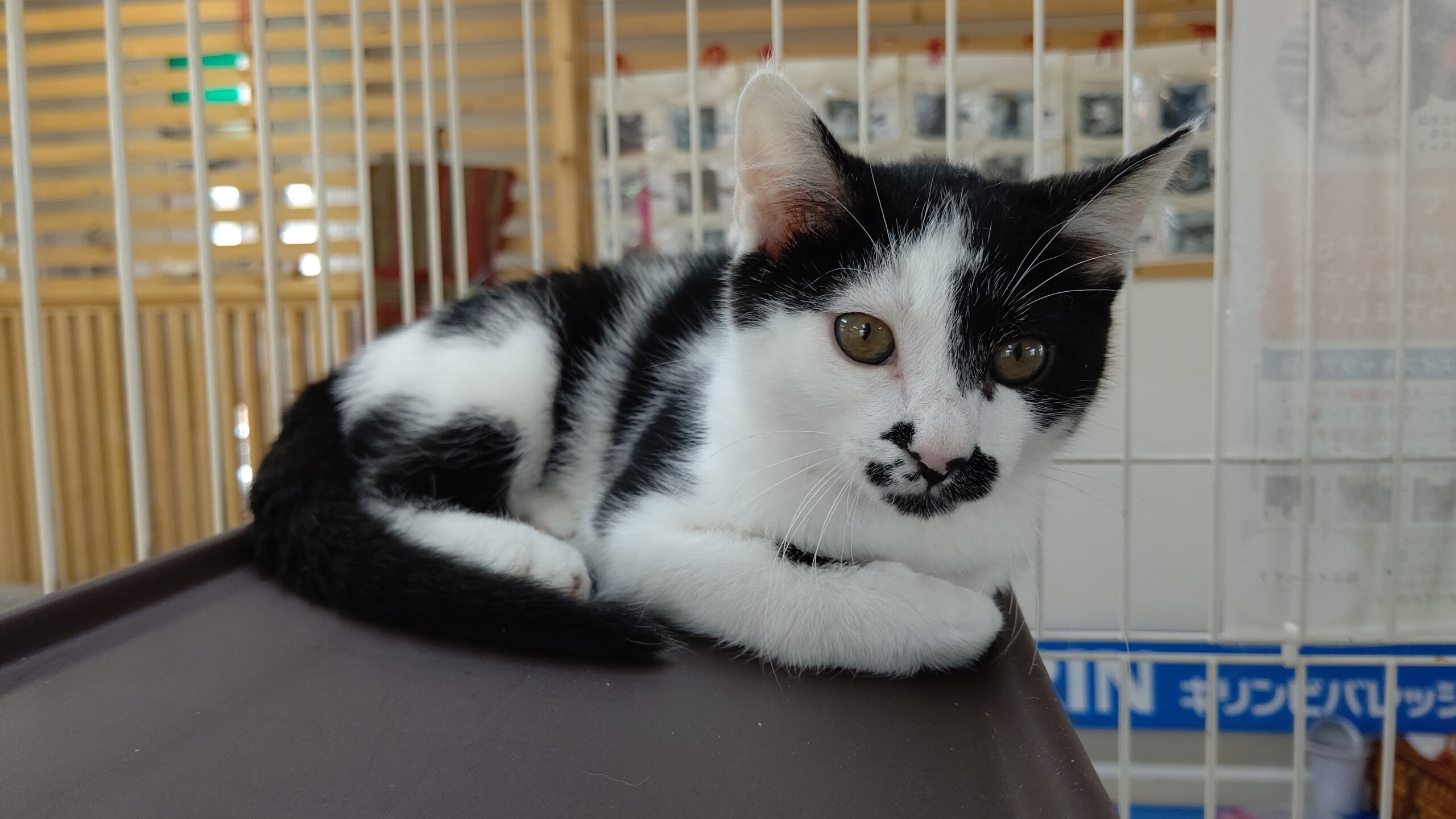 【保護猫】てん推定4ヶ月♂ハチワレ