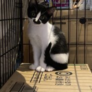 生後約3ヶ月　ヒゲ白黒男の子