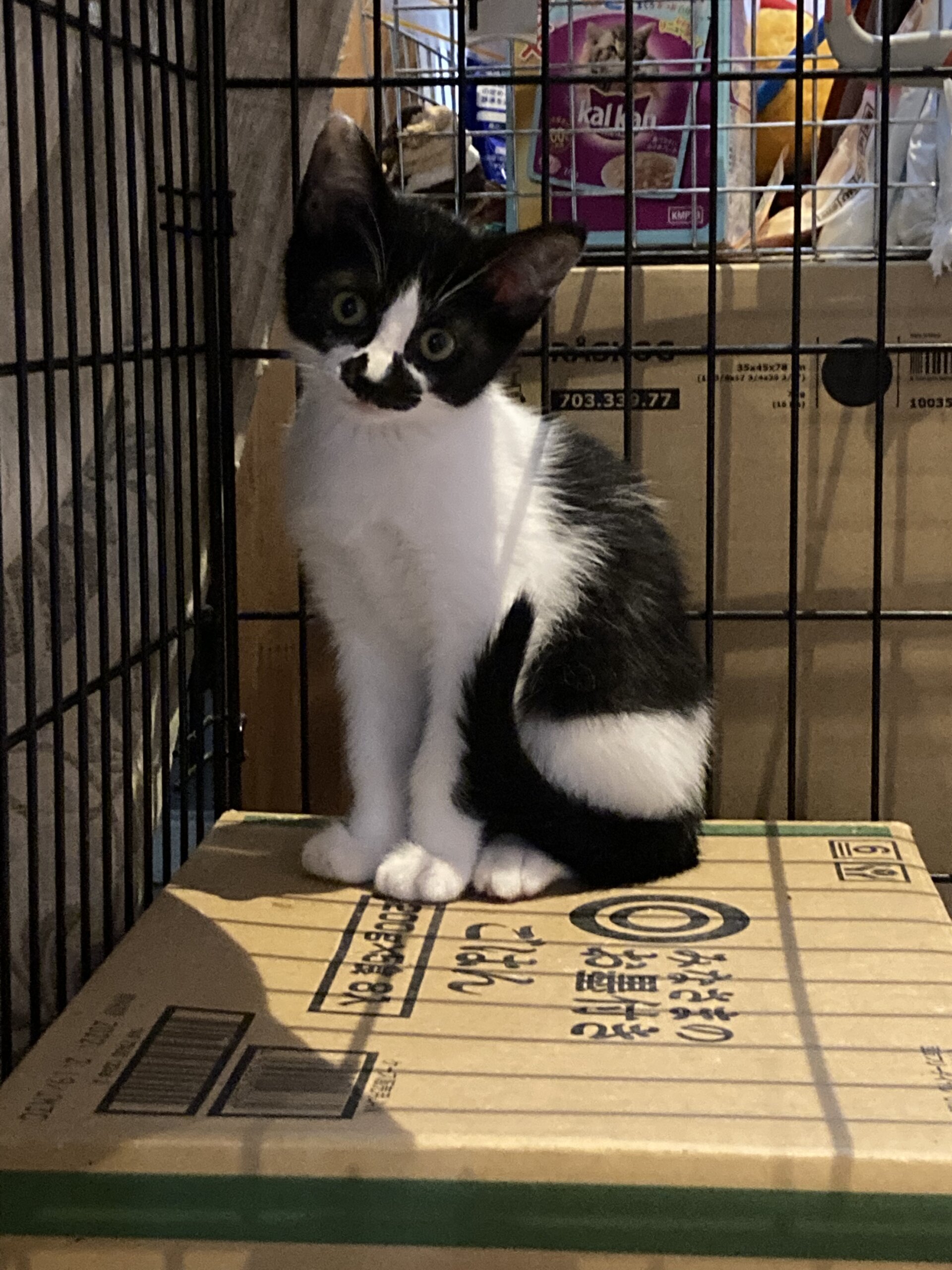 生後約3ヶ月　ヒゲ白黒男の子