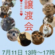 7.11 犬猫の譲渡会開催致します