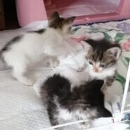 生後一ヶ月の女の子です。にゃ〜