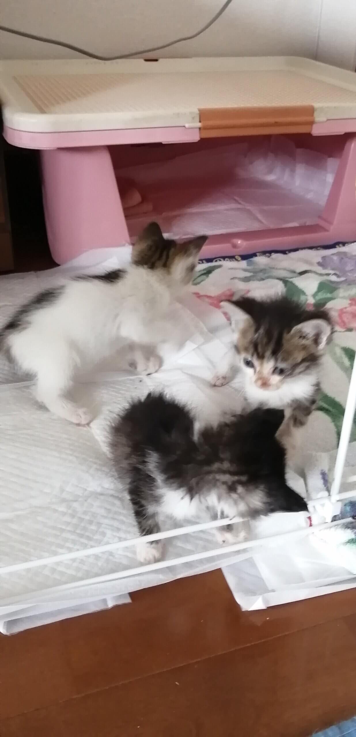 生後一ヶ月の女の子です。にゃ〜