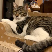 長い梅雨を生き延びた姉弟の鼻黒くん