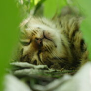 子猫３匹、ぶち、きじ、３色トラ