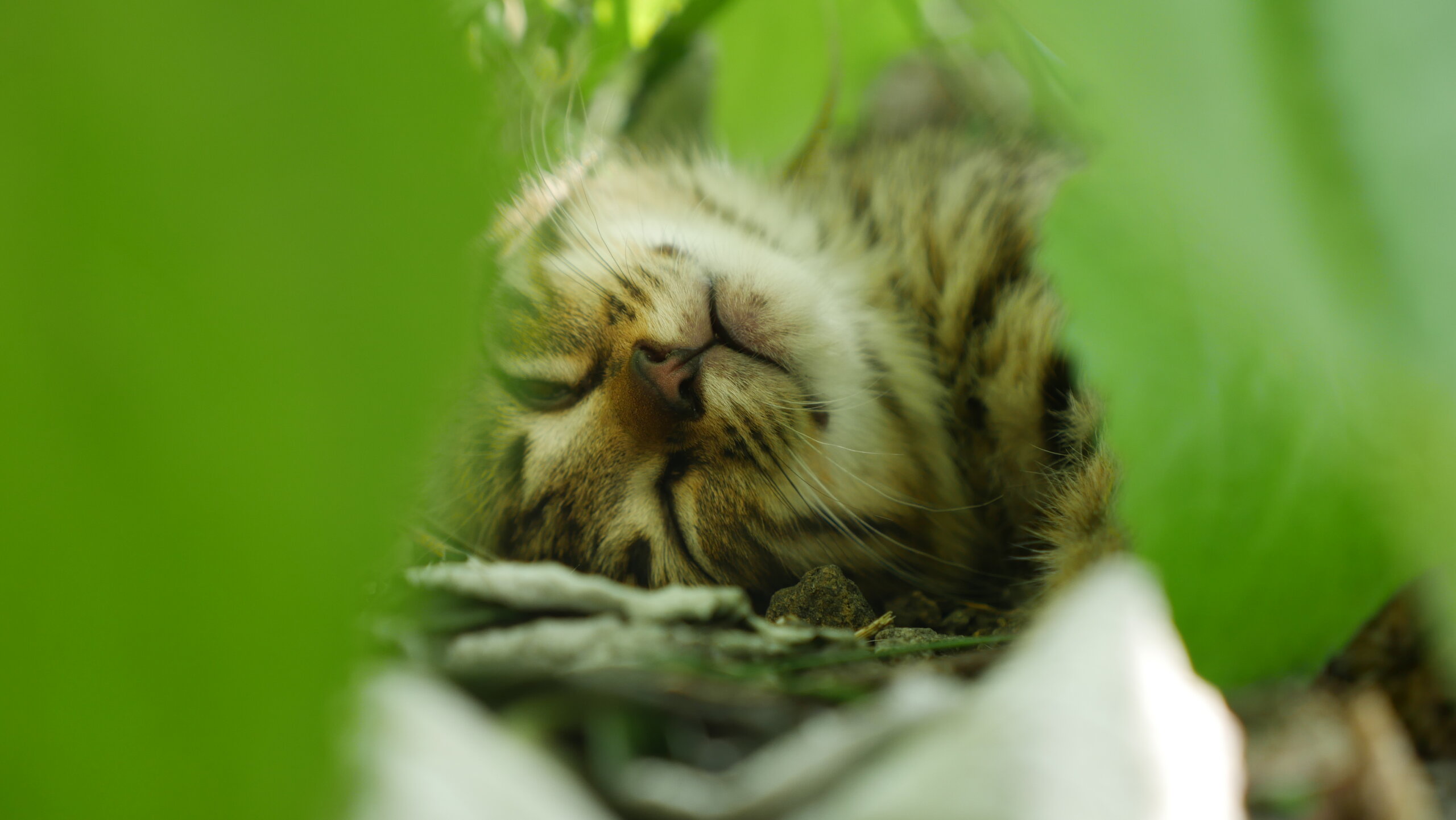 子猫３匹、ぶち、きじ、３色トラ