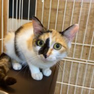 【保護猫】あやめ推定11ヶ月♀サビ