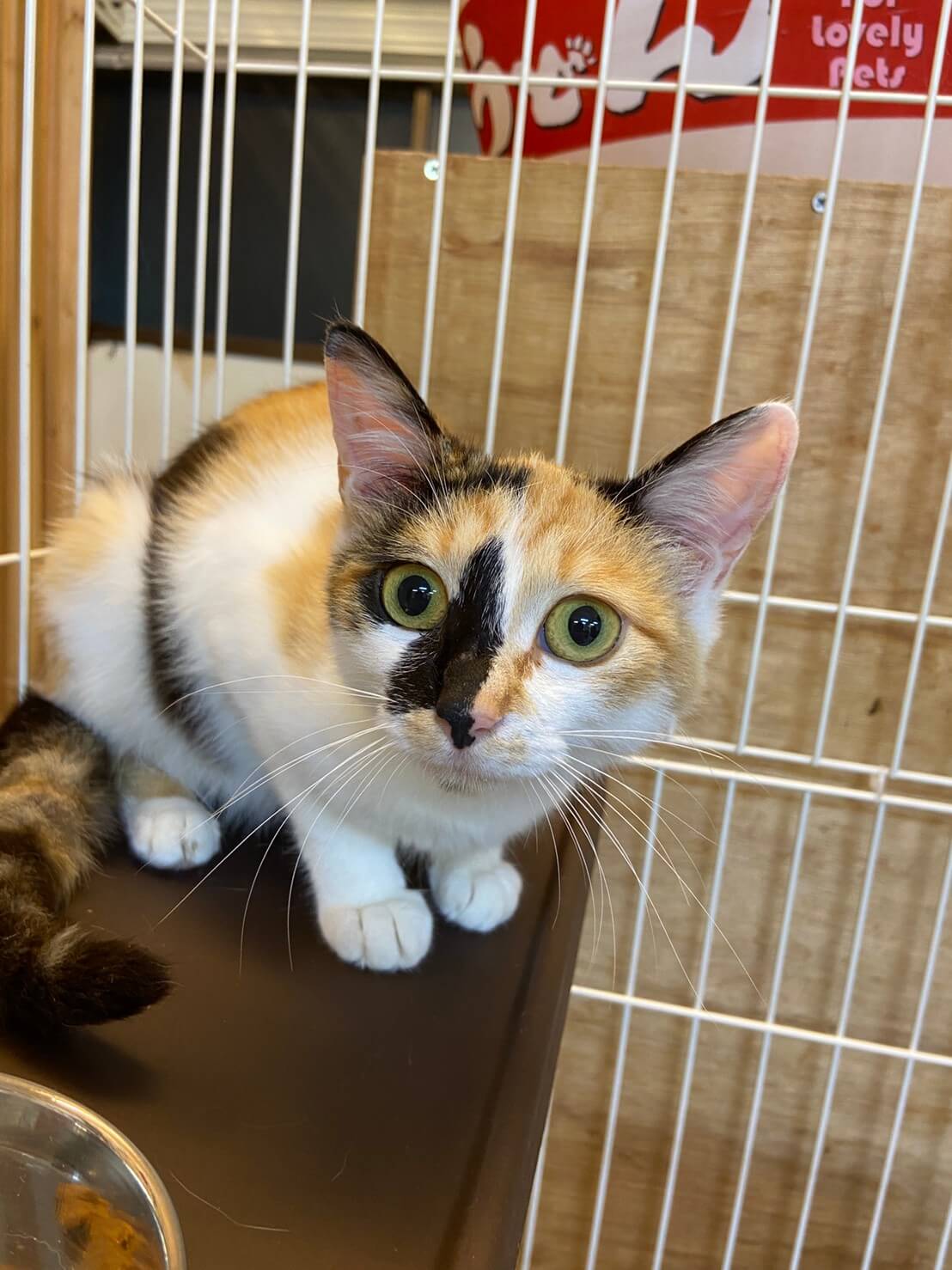 【保護猫】あやめ推定11ヶ月♀サビ