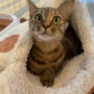 【保護猫】もみじ推定1歳♀キジ