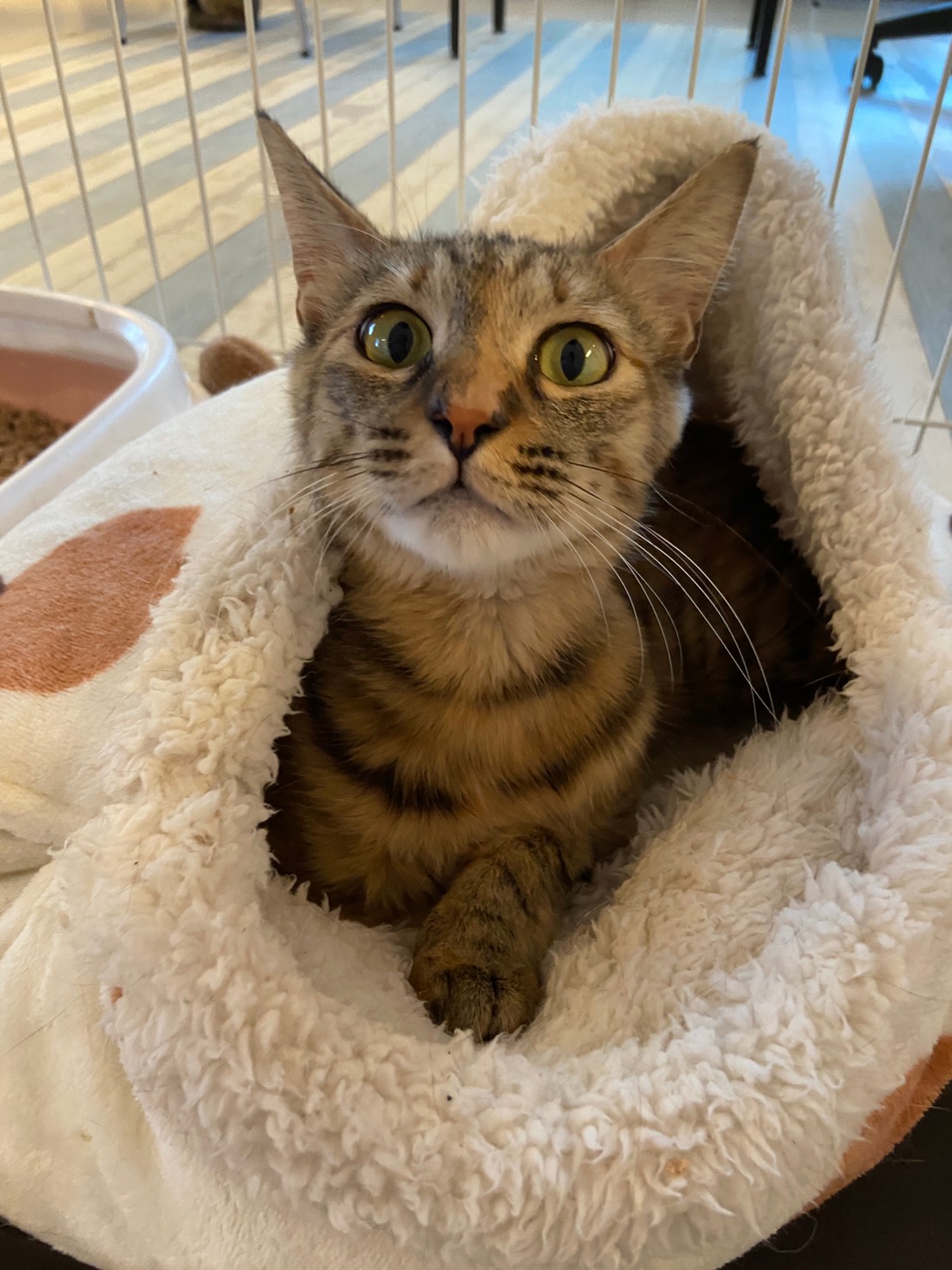 【保護猫】もみじ推定1歳♀キジ