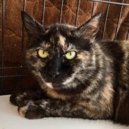 【保護猫】マリア推定2歳♀サビ