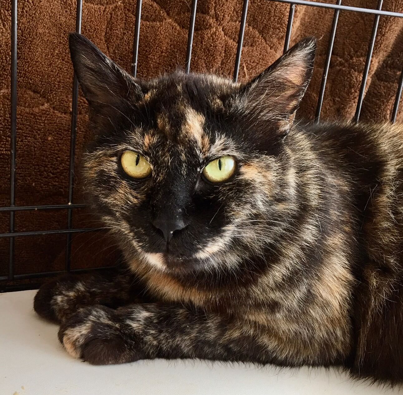 【保護猫】マリア推定2歳♀サビ