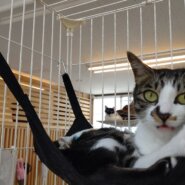 【保護猫】ののか推定4歳♀キジ白