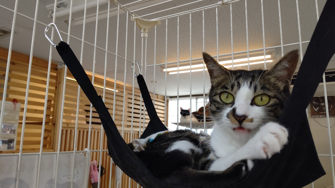 【保護猫】ののか推定4歳♀キジ白