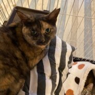 【保護猫】ほのか推定5歳♀サビ