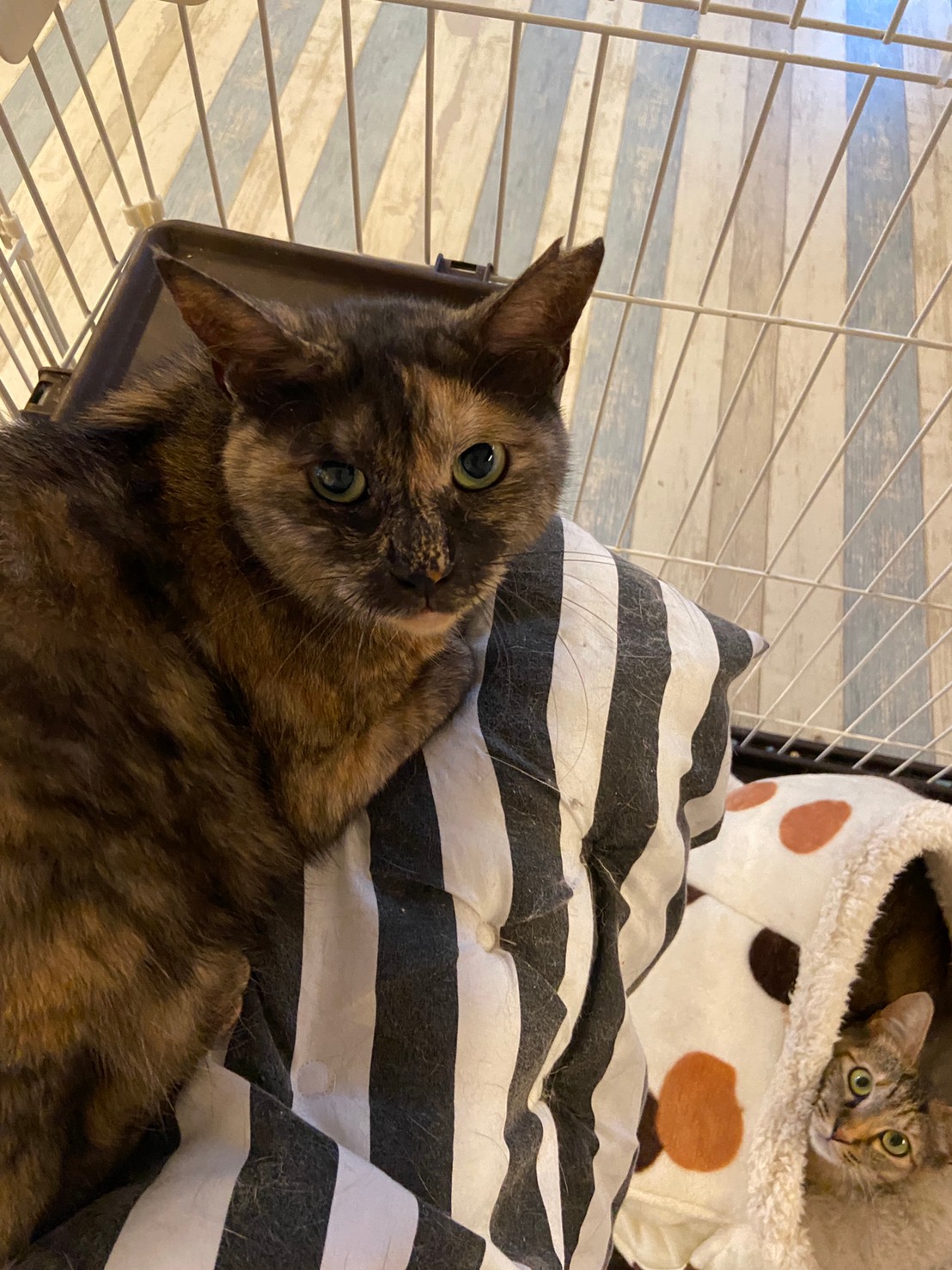 【保護猫】ほのか推定5歳♀サビ