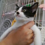 生後２ヶ月★オセロぼーいくん★元気