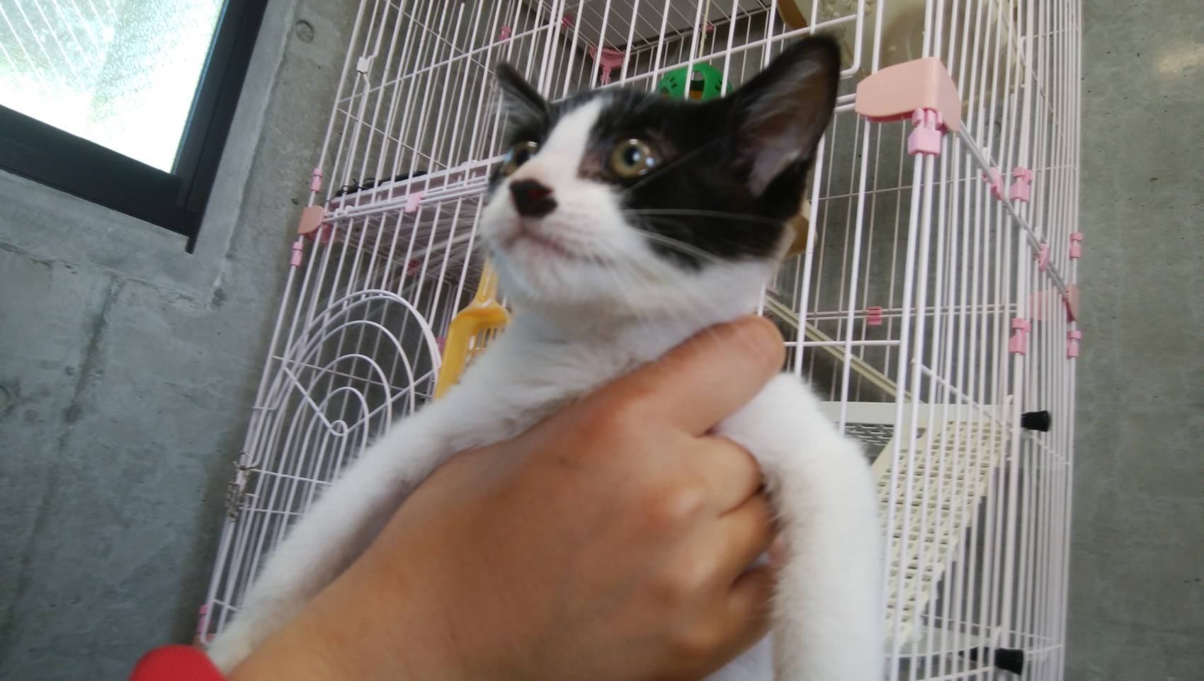 生後２ヶ月★オセロぼーいくん★元気