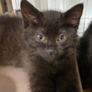 【保護猫】とん推定9ヶ月♂黒猫