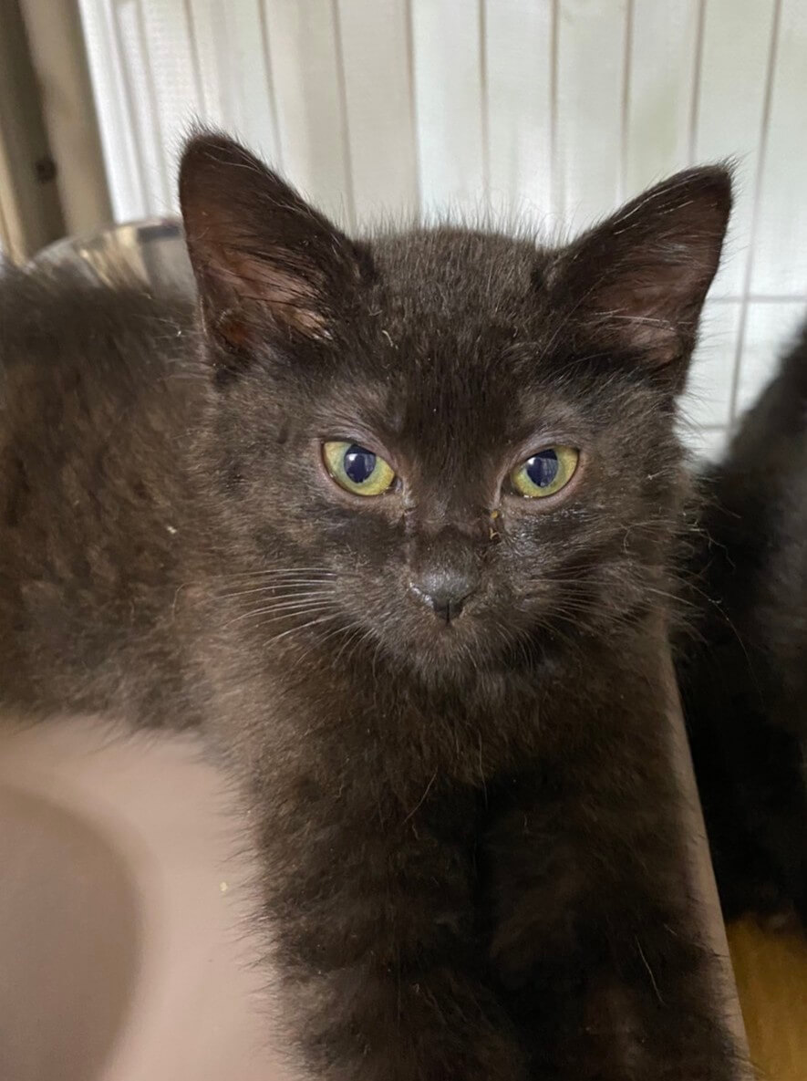 【保護猫】とん推定9ヶ月♂黒猫