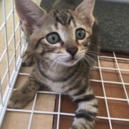 キジトラ（男の子）