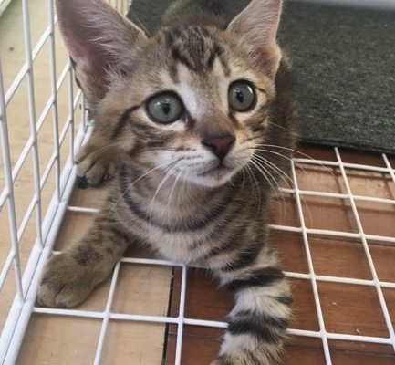 キジトラ（男の子）