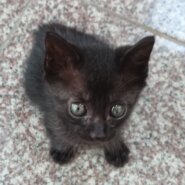 生後3ヶ月前後の子猫(男の子)