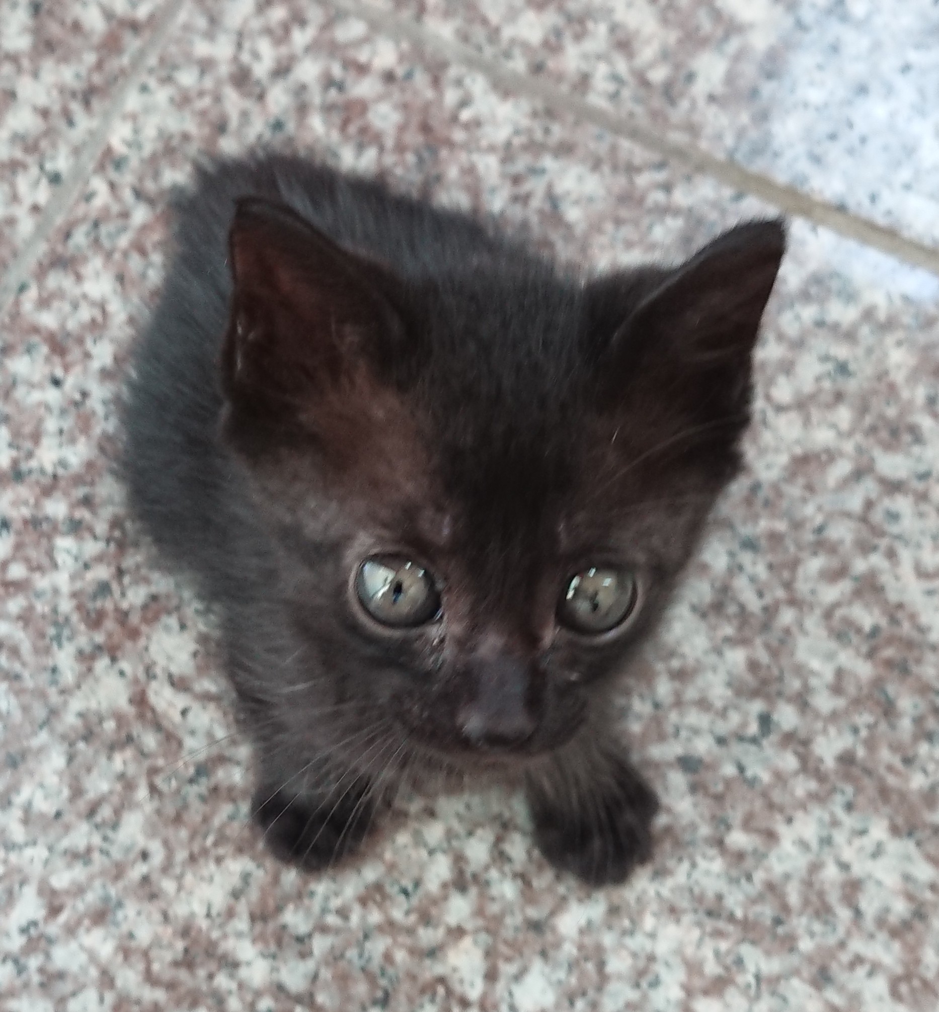 生後3ヶ月前後の子猫(男の子)