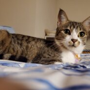 お家が決まりました❣️ 抱っこと人が大好きな女の子です。