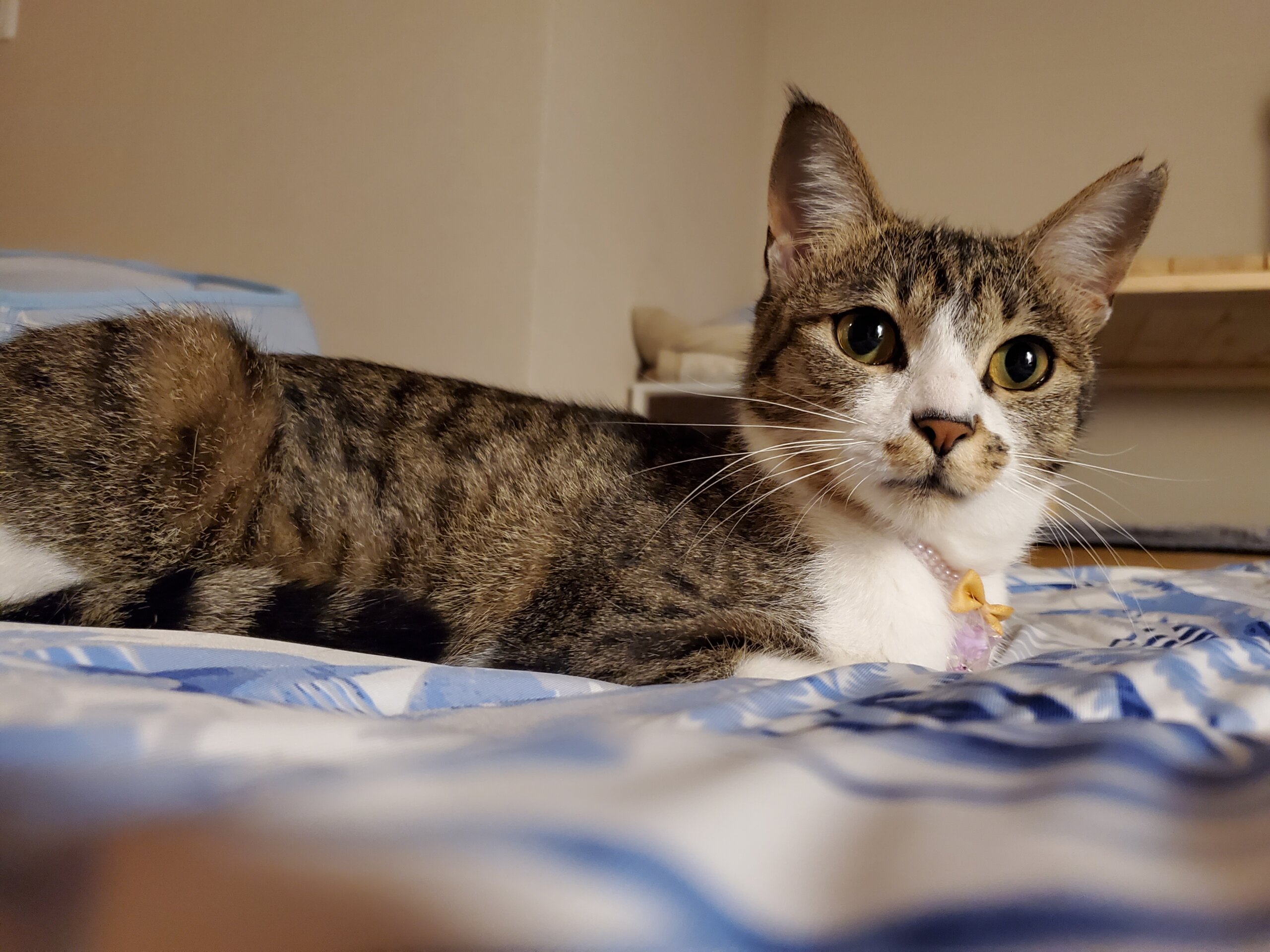 お家が決まりました❣️ 抱っこと人が大好きな女の子です。