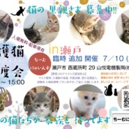 子猫だらけ！in瀬戸 ★猫の臨時譲渡会～ちーむ にゃいんず 2021年7月10日（土）開催
