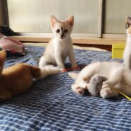 保護シェルターのお手伝い募集